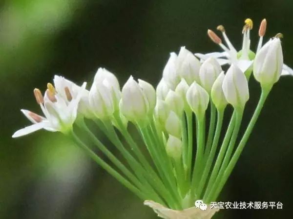 麦花雪白菜花稀，一场自我超越的旅程，孕育自信与成就的种子