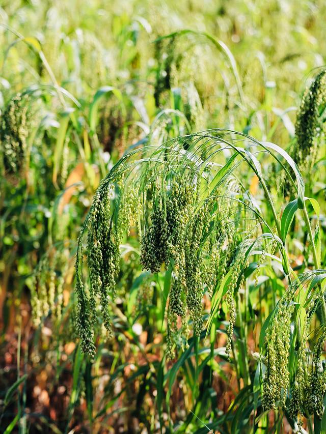 糜子，绽放乡村的金色宝藏🌾